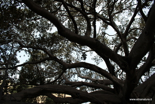 Ficus Scuola Superiore